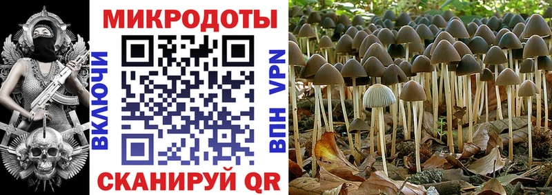 Галлюциногенные грибы Psilocybine cubensis  Шацк 